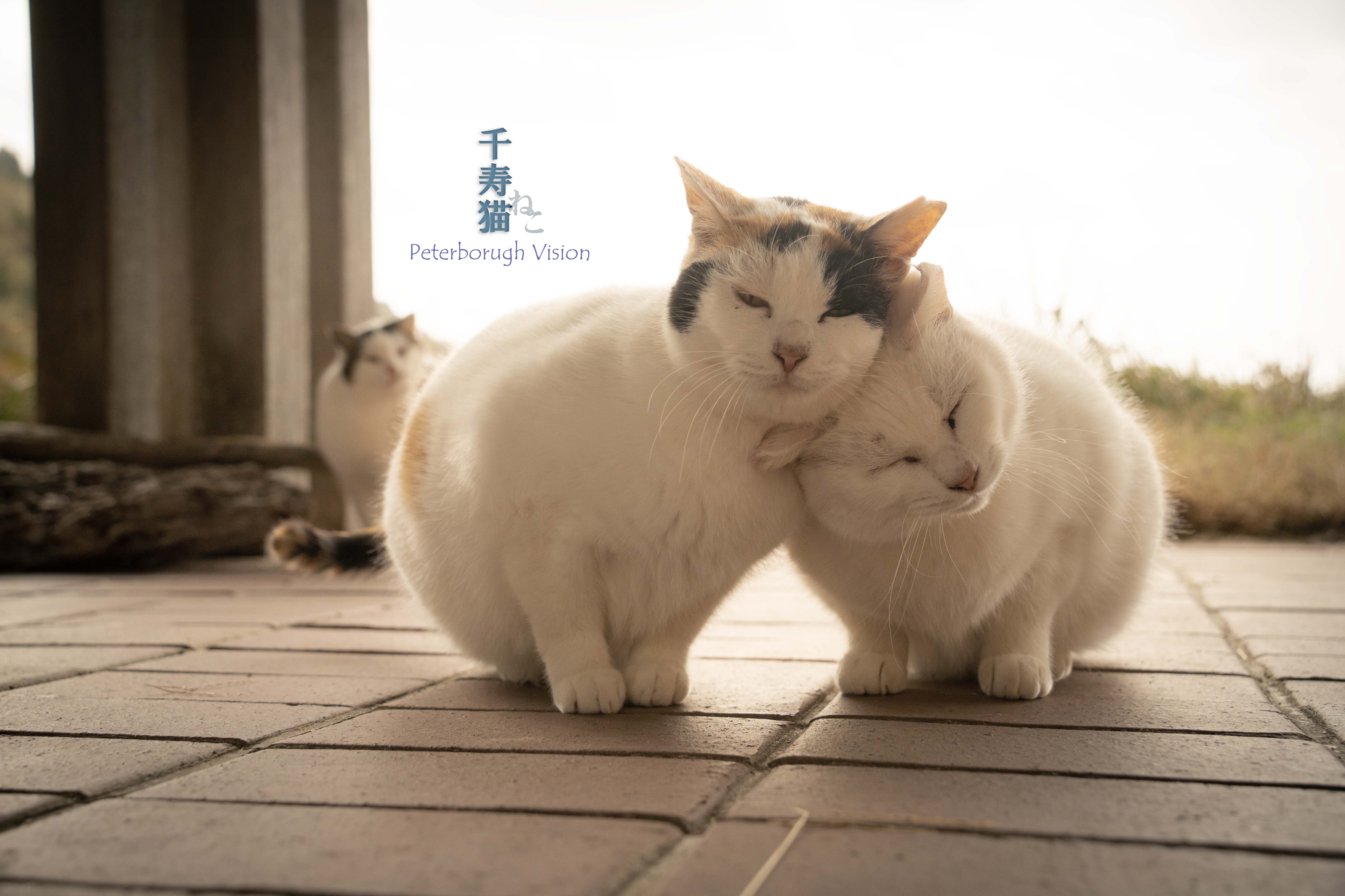 また来年のカレンダーもよろしくにゃん