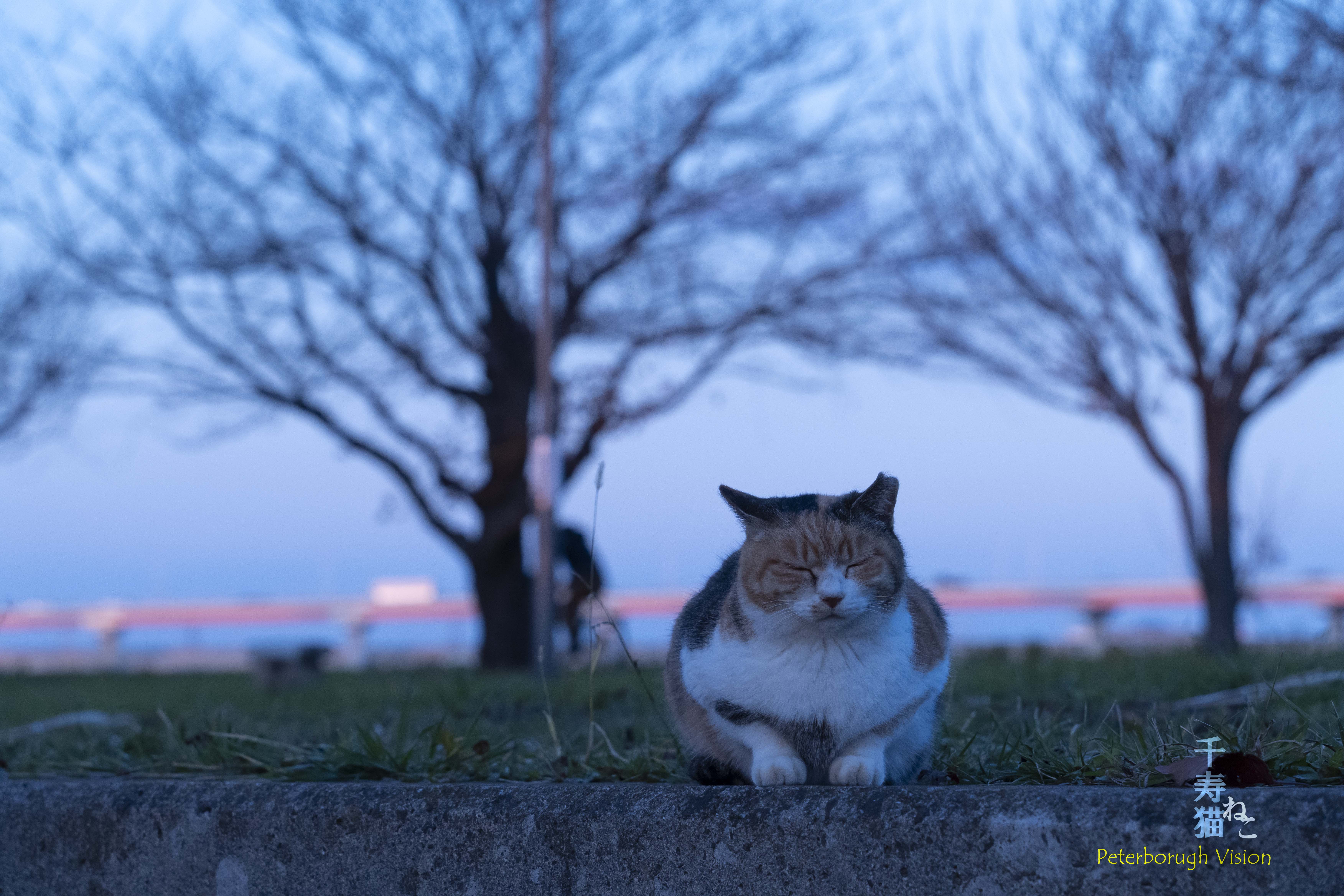 仕事関係へのご挨拶ならぬ・・・