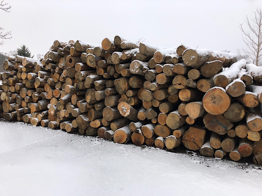 焚き火ブログ| 薪用の原木を入荷しました！