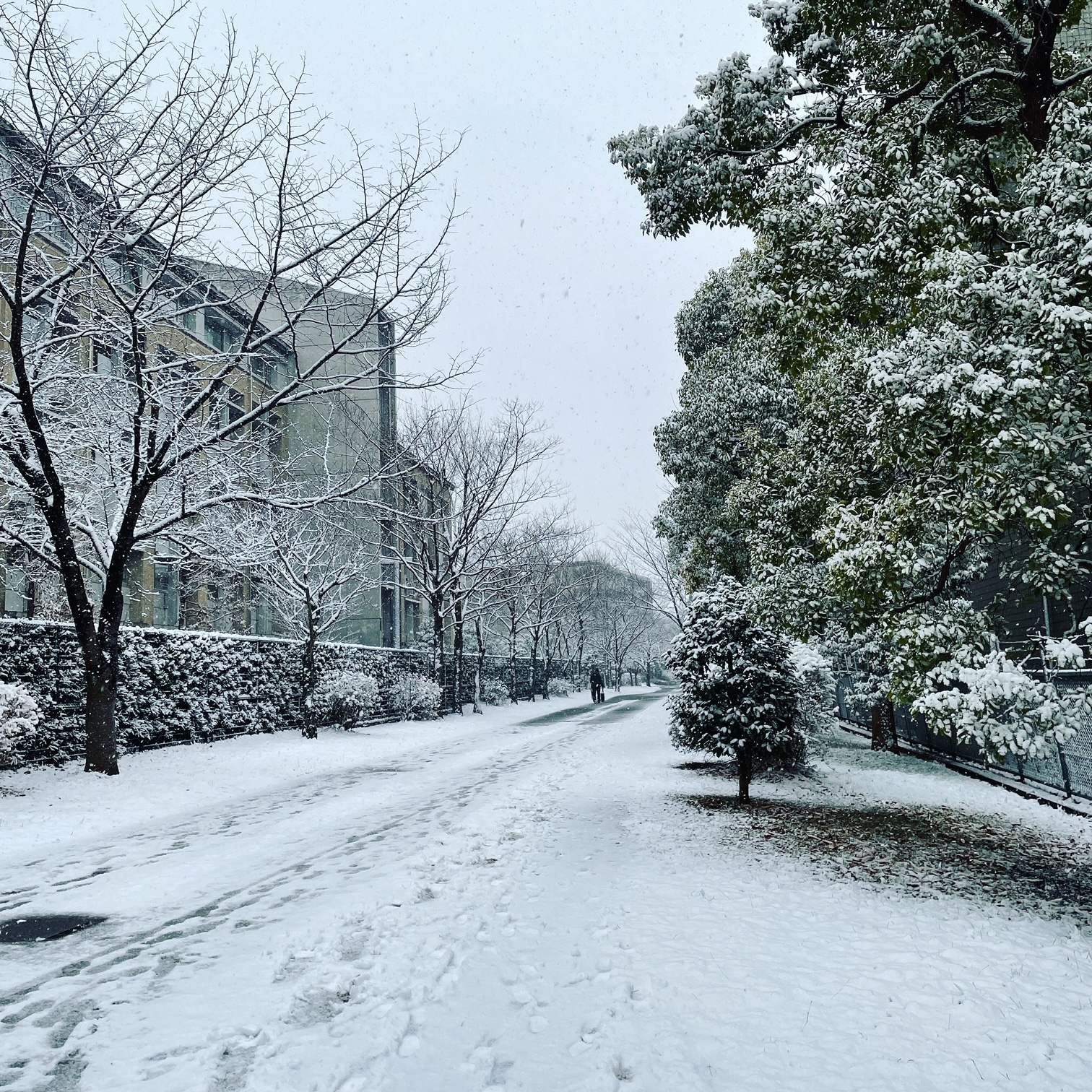 ４年振りの大雪