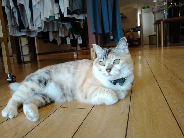 やっと首輪してくれましたが--😿