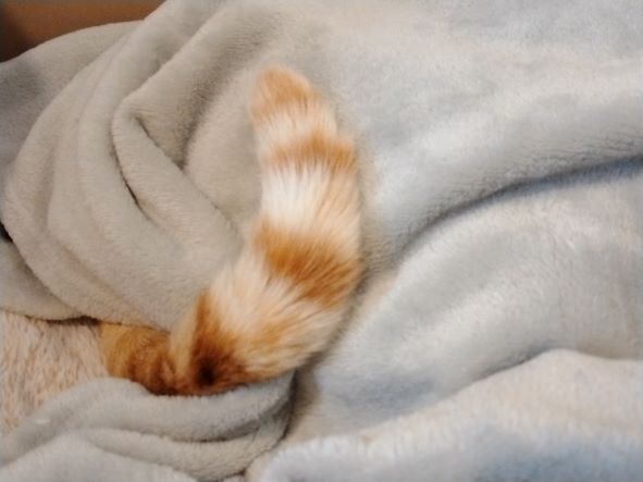 お昼寝２　こんなになってお昼寝中です😸