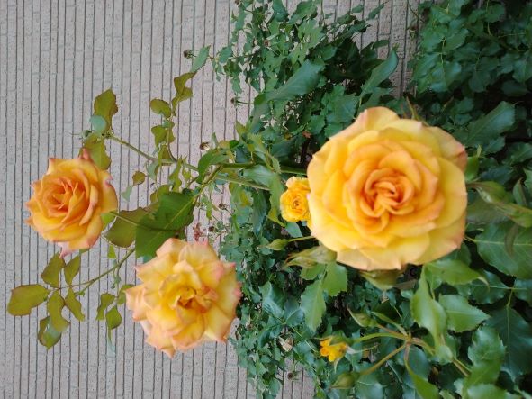 バラが綺麗な季節ですね🌹