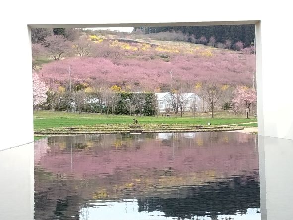 花桃の丘行って来ました🌺