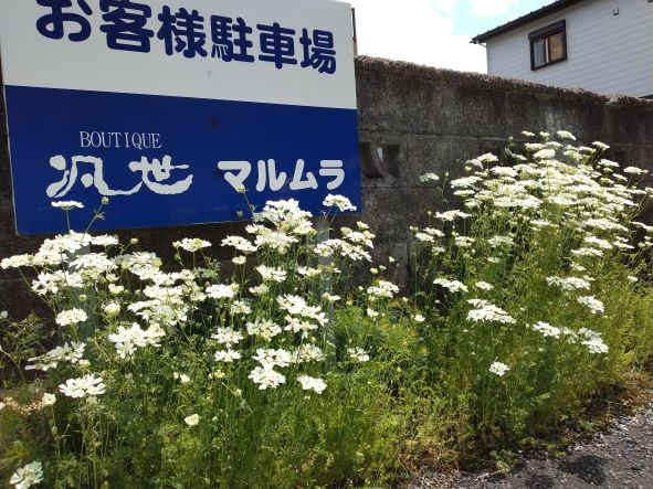オルレアが咲きました❀