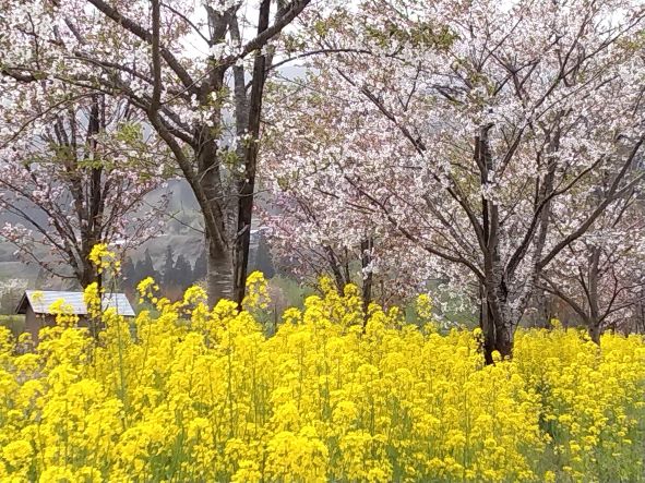 菜の花とのコラボがキレイです♡
