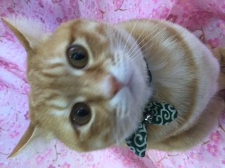 看板猫のじろうです！