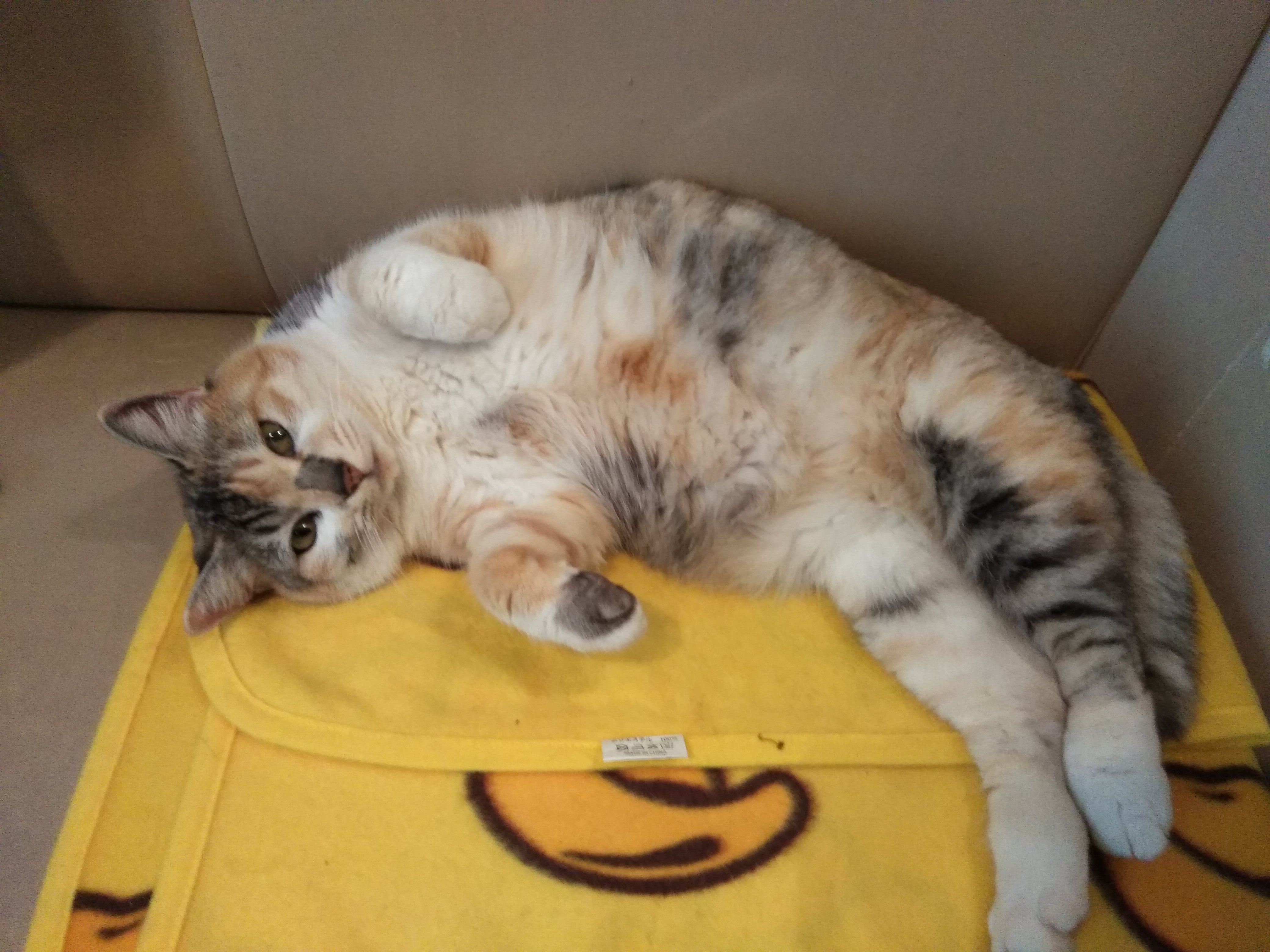 今日も寒いですね😽
