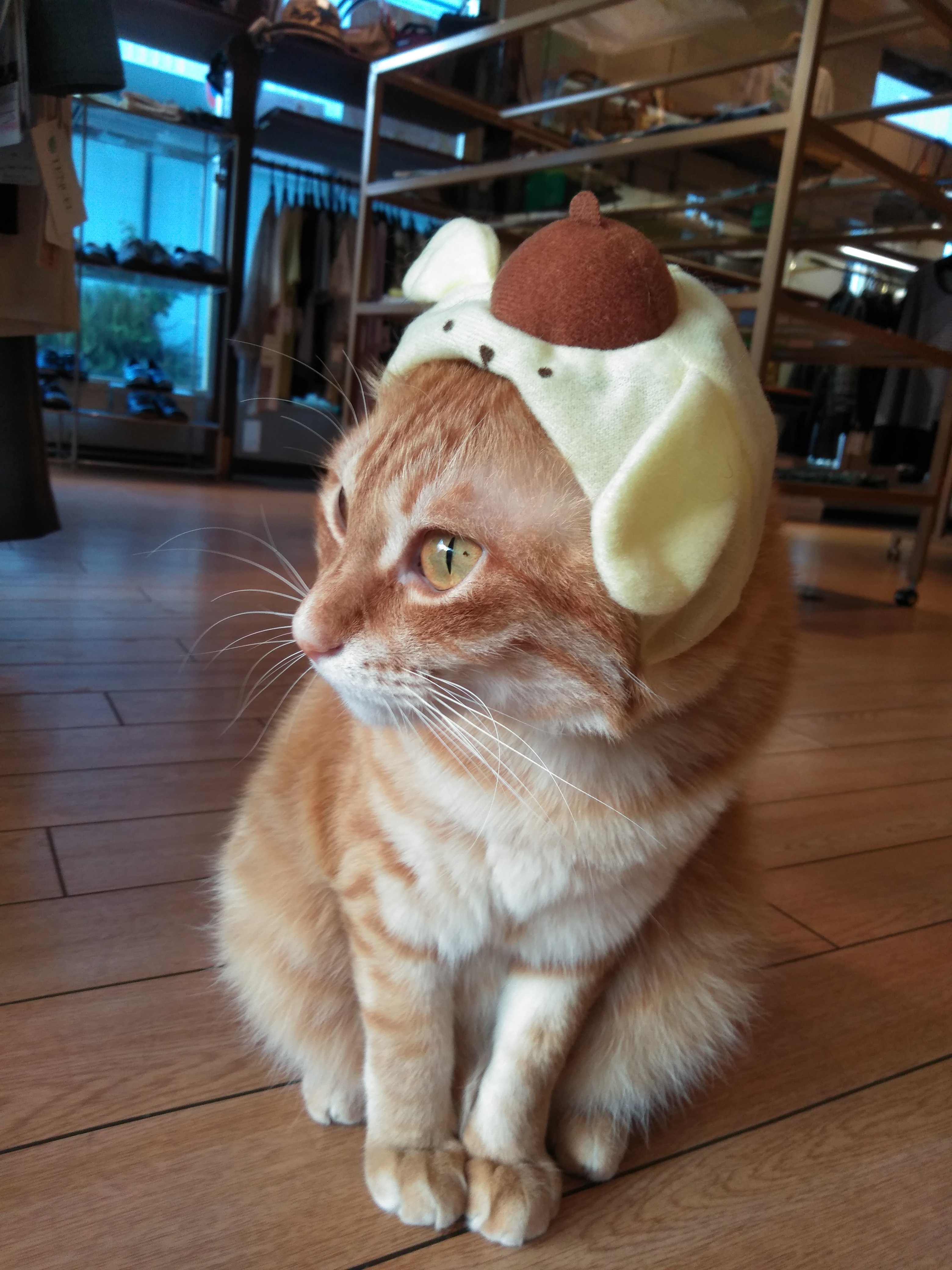 2月22日は猫の日です🐈