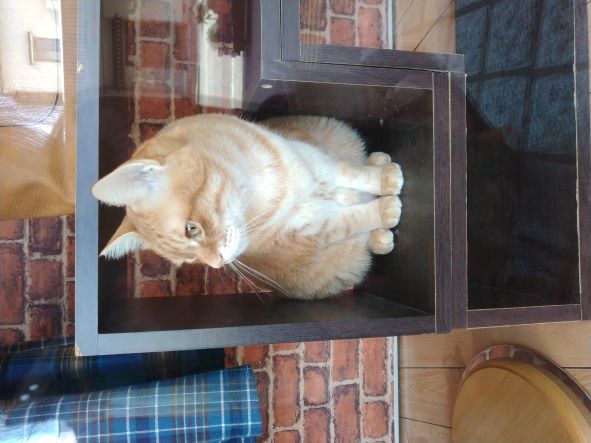 ウインドウでお仕事してます😽