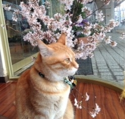 桜の季節です🌸