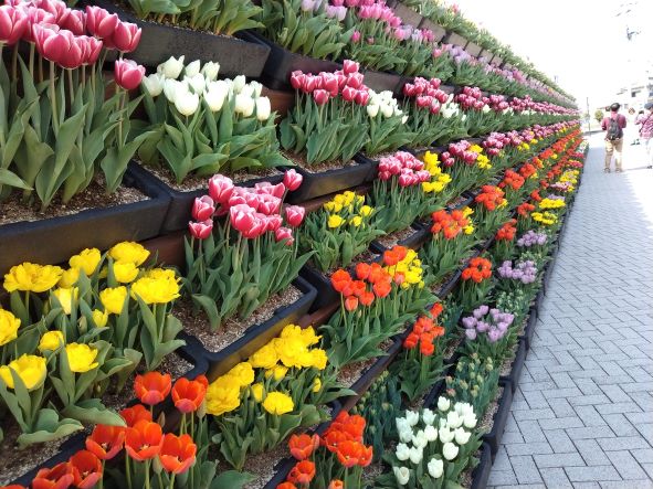 今年もチューリップ回廊です🌷