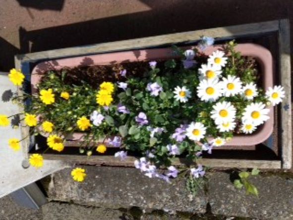 プランターのお花も春らしくなりました🌼