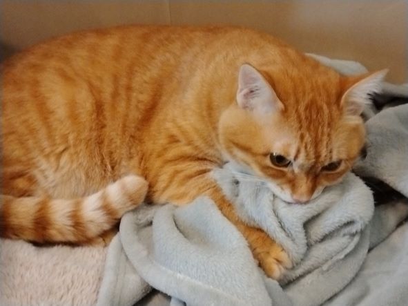 お昼寝１　お気に入りです😻