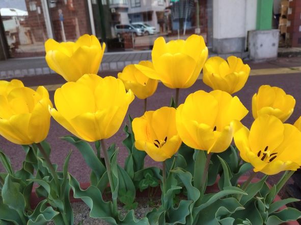 チューリップが満開です🌷