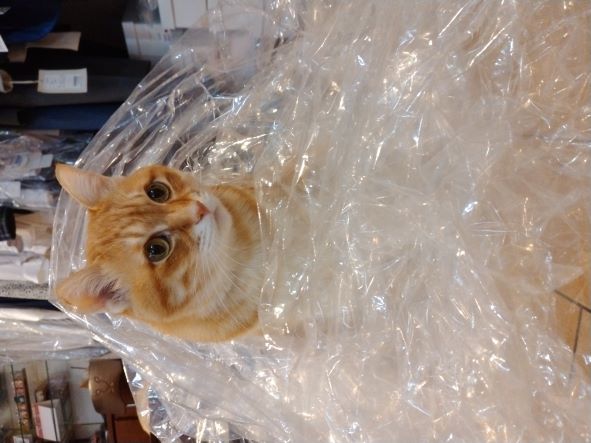 けっこう暖かいんです😽