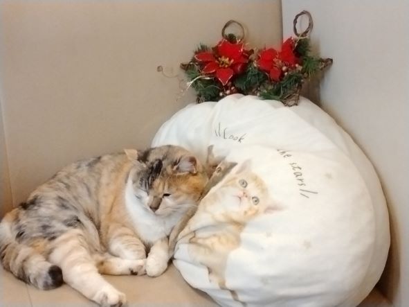 Merry Christmas🎄