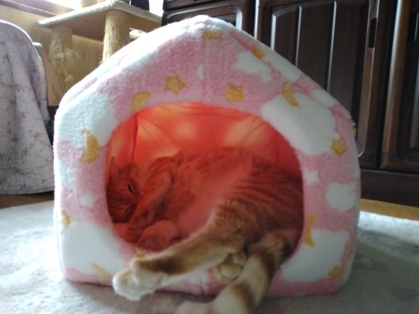 ホッカホカです😸
