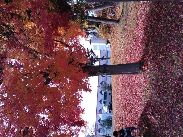きれいな紅葉見つけました🍁
