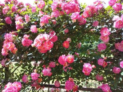 冬鳥越のバラ園に行って来ました🌹