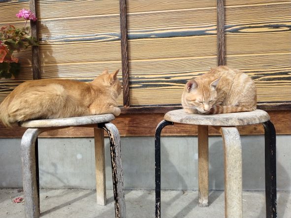 柳津町でカワイイ看板猫に会いました😽
