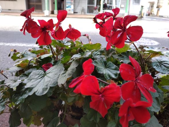 お店の前のゼラニウム🌺🌺