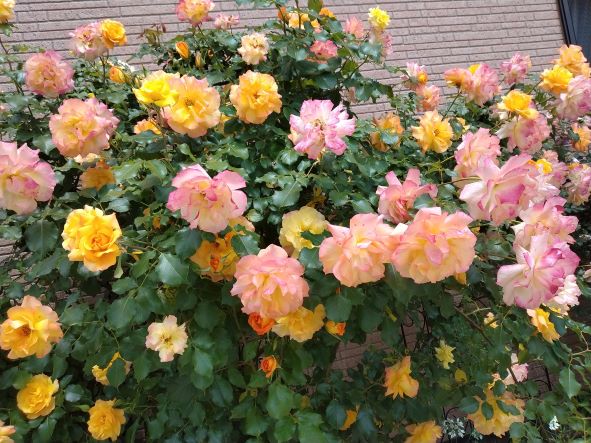 薔薇の季節ですね🌹