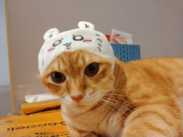 久しぶりのコスプレです😽