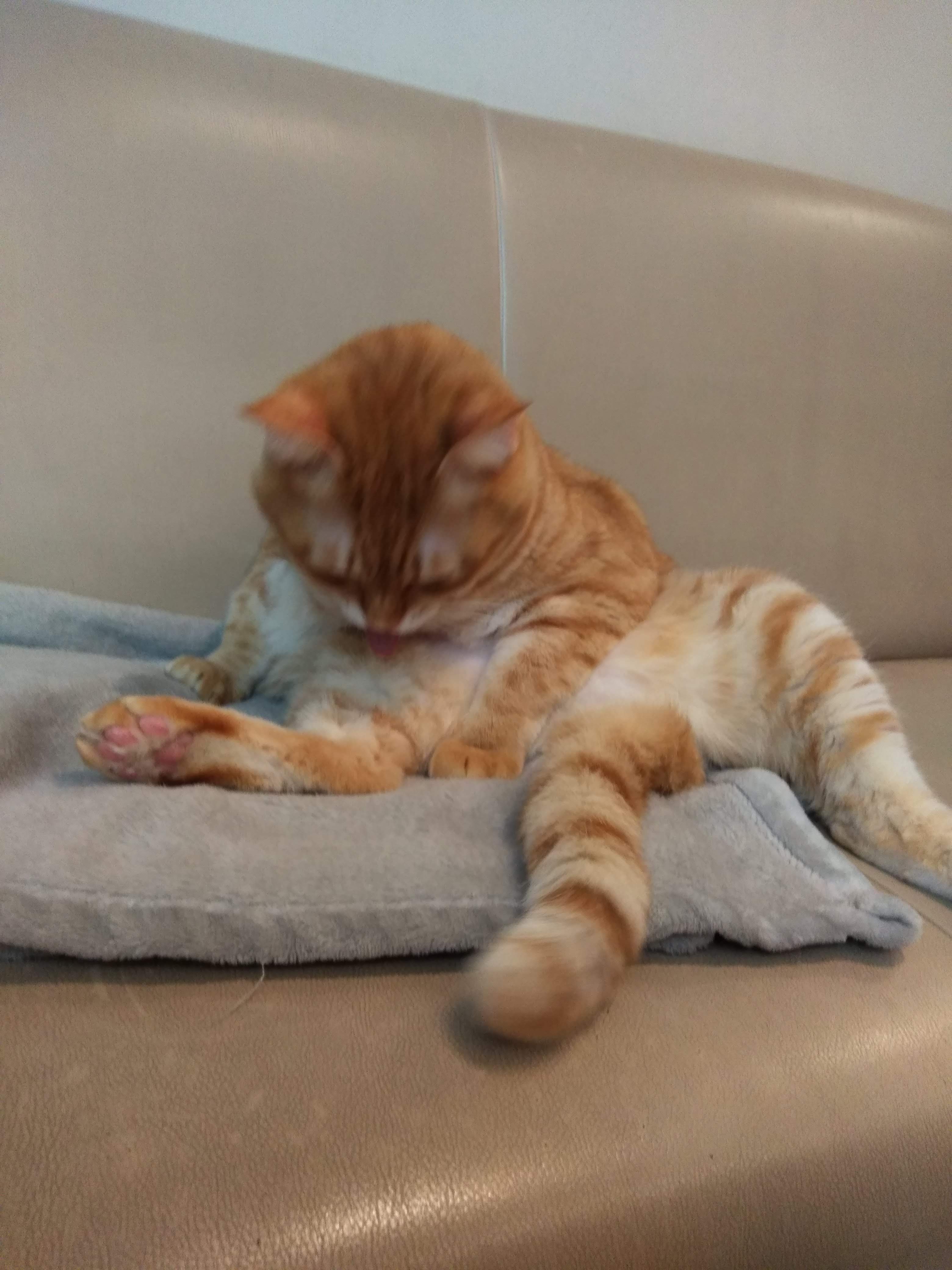 看板猫は身だしなみも大切です😸