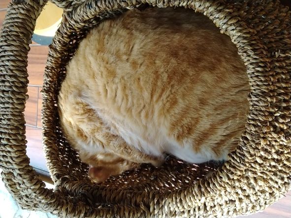 お昼寝用です😸