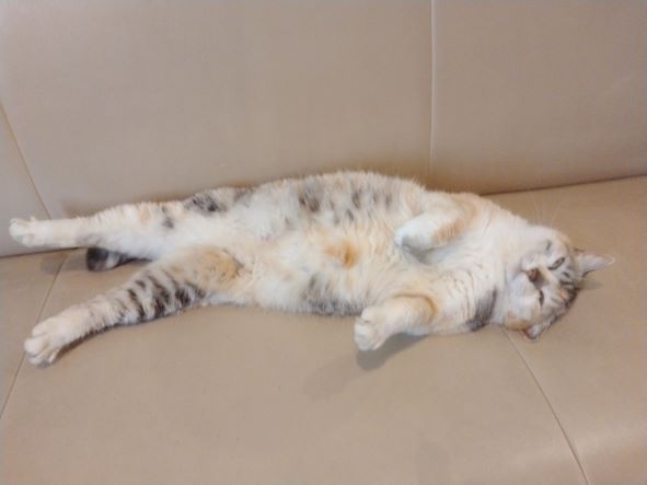 GW中のお休みのお知らせ🐈