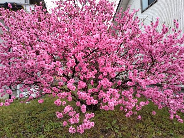 きれいなピンクの花です🌺