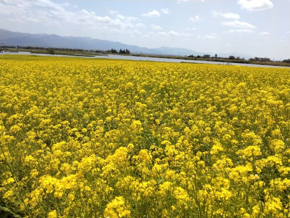 菜の花が満開です😸