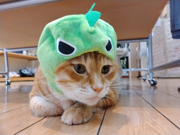 Jirosaurの来襲🦖