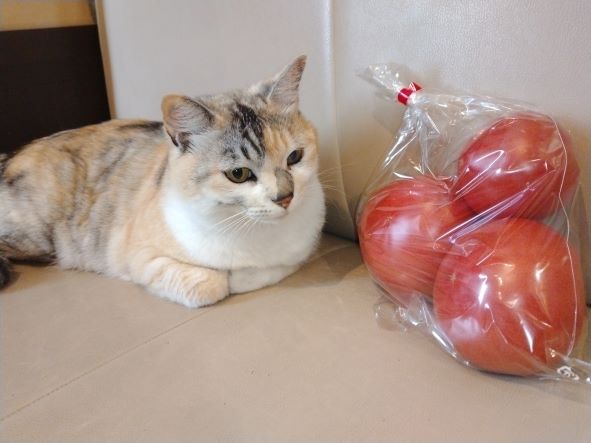 トマトの美味しい季節です🍅