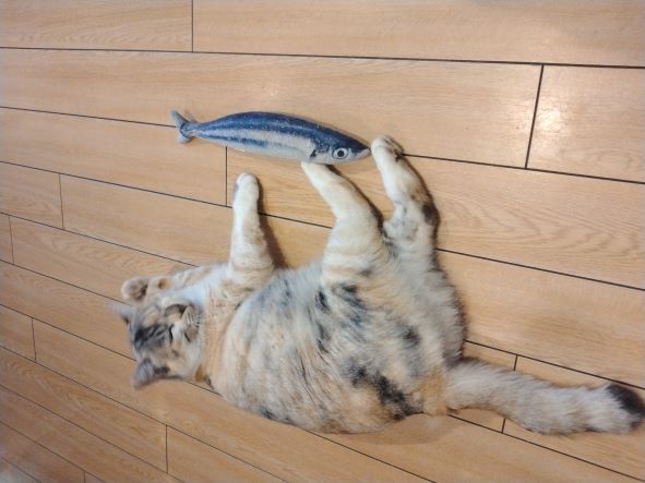 初秋刀魚です😽