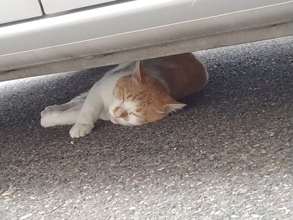 時々います😺