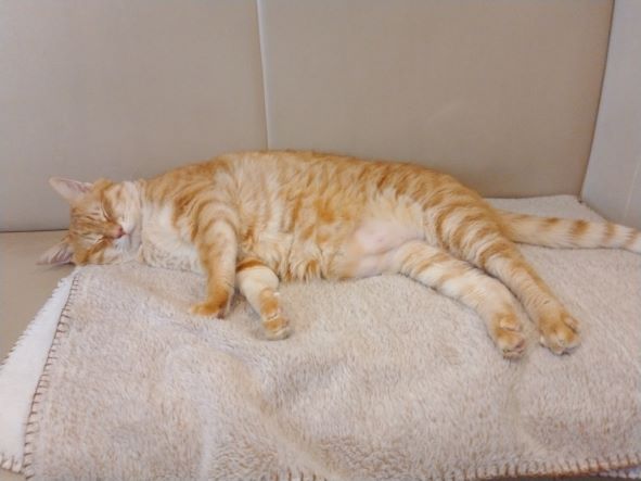 もう9歳です😽