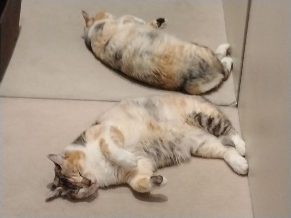 双子じゃないですよ😸
