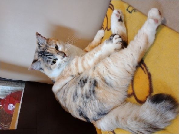 くつろいでます😽
