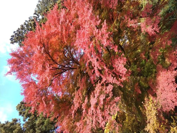 臨時休業のお知らせ😺