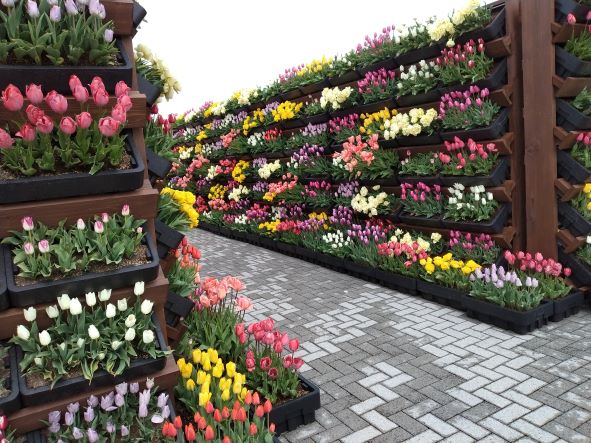 チューリップ回廊です🌷