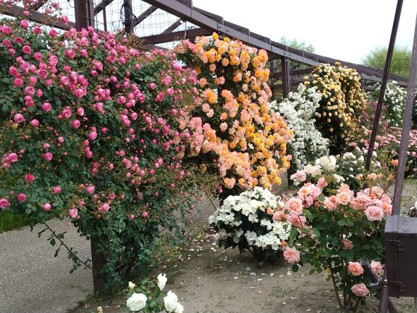 このバラ祭に行って来ました🌹