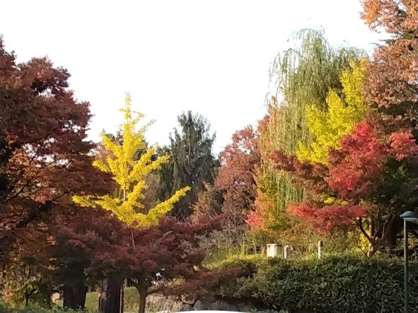 南公園の紅葉です😽