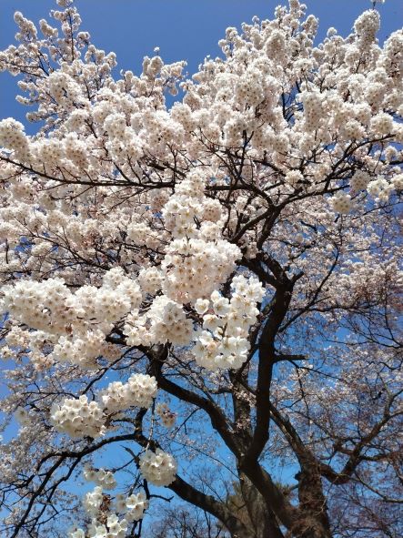 桜が綺麗です🌺
