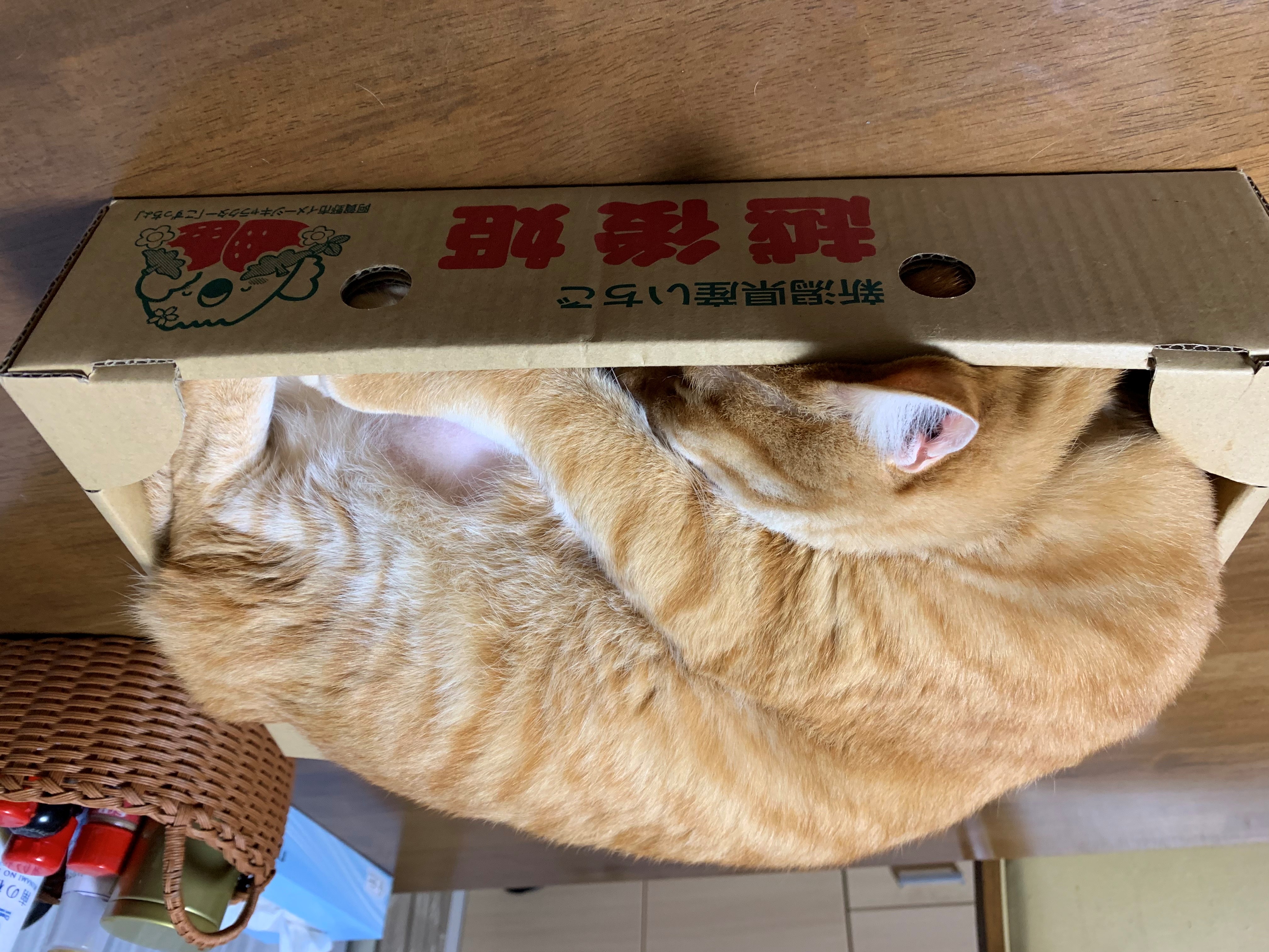 越後姫じろう🍓