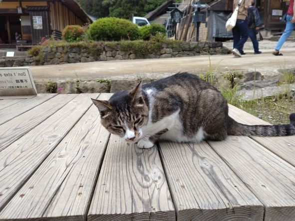 大内宿の看板猫です😽