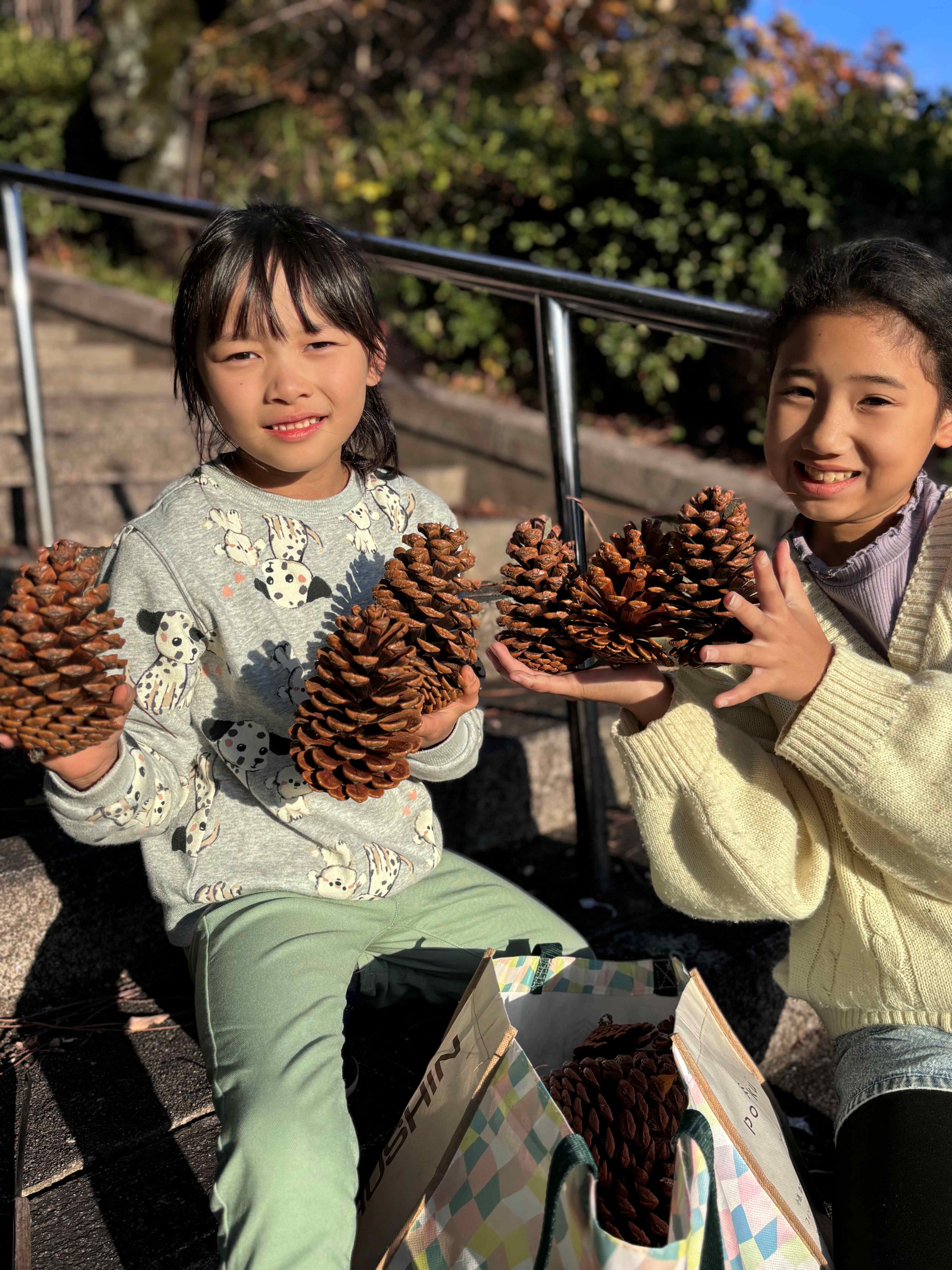 今シーズン初の松ぼっくり拾い