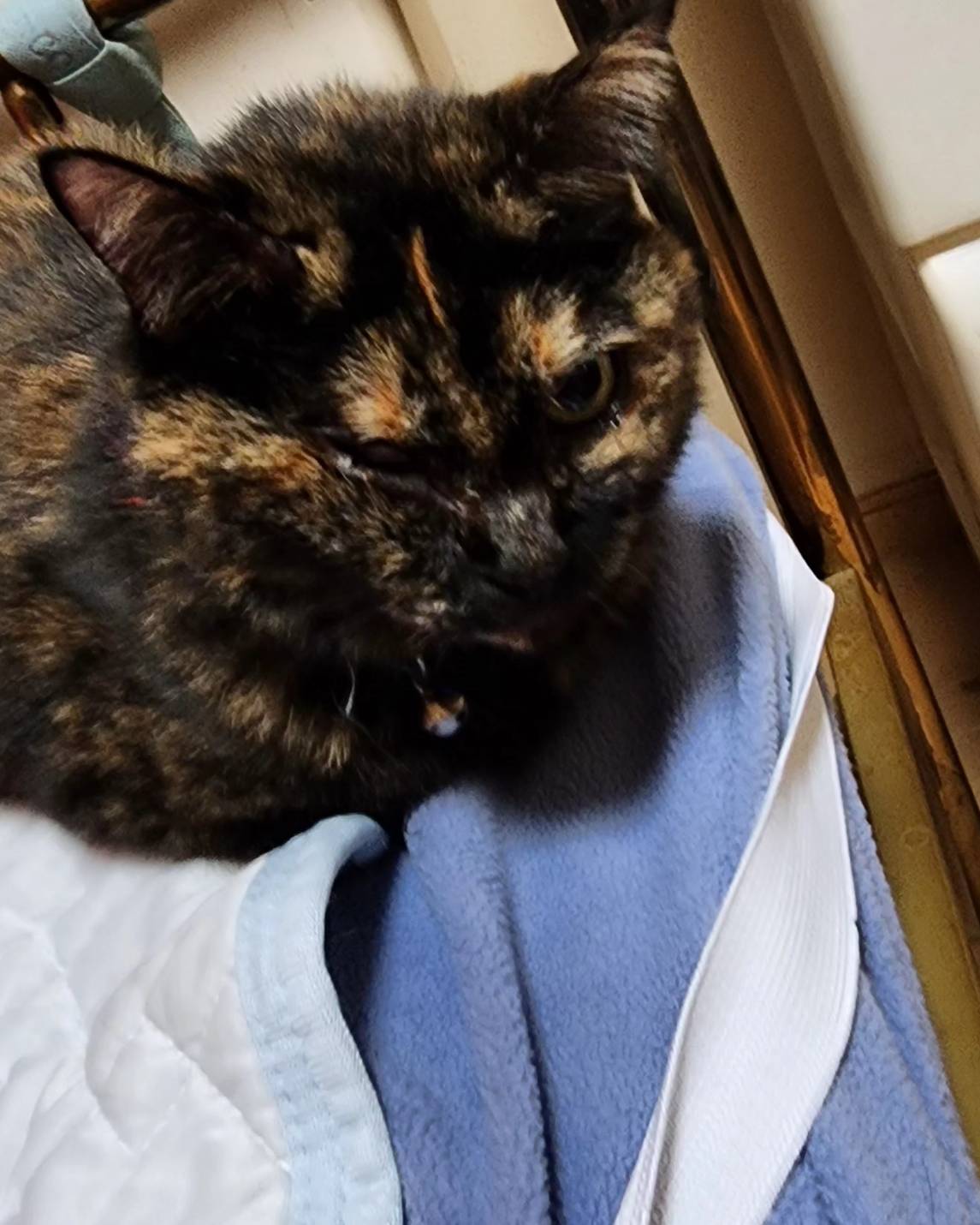 ウチのリンちゃんです