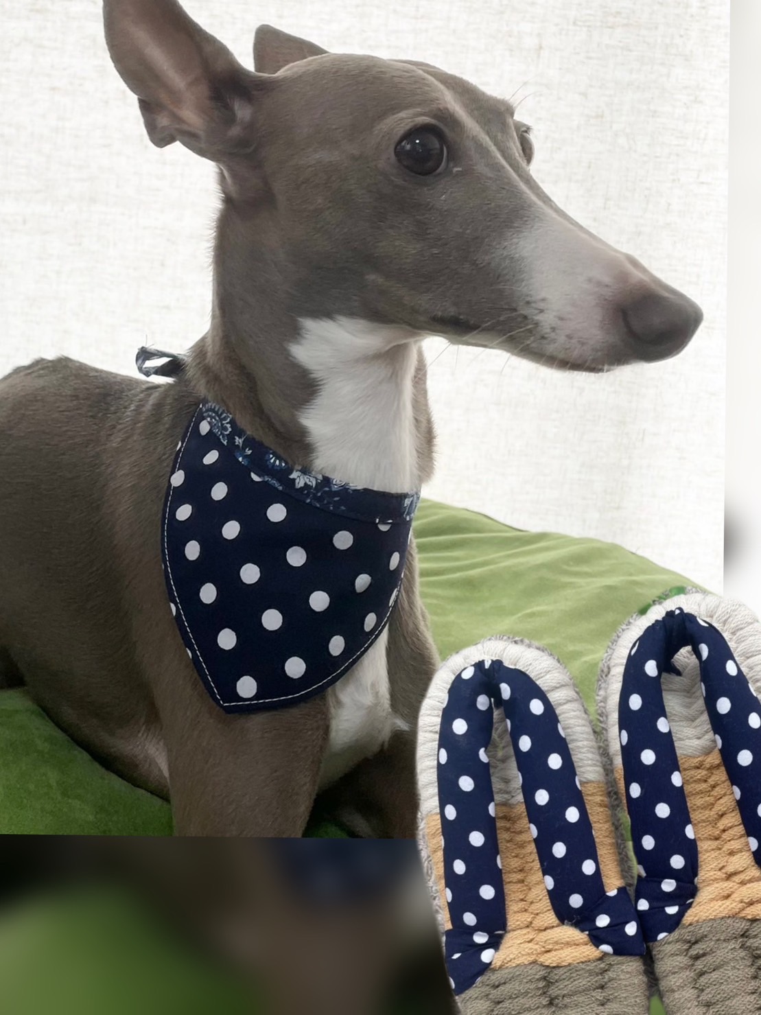 新商品のお知らせ